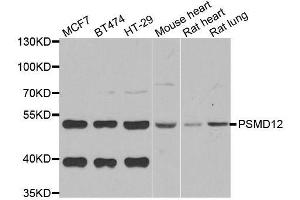 Image no. 2 for anti-Proteasome (Prosome, Macropain) 26S Subunit, Non-ATPase, 12 (PSMD12) antibody (ABIN6146334)