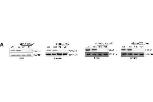 Image no. 3 for anti-Chemokine (C-X-C Motif) Ligand 1 (Melanoma Growth Stimulating Activity, Alpha) (CXCL1) (Center) antibody (ABIN2681858)