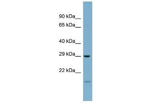 Image no. 1 for anti-COP9 Signalosome Complex Subunit 7a (COPS7A) (Middle Region) antibody (ABIN2786958)