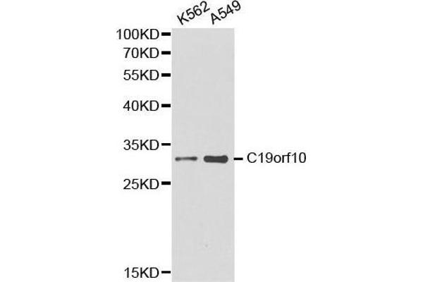C19orf10 antibody  (AA 1-173)