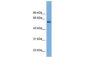 Image no. 1 for anti-Nemo-Like Kinase (NLK) (Middle Region) antibody (ABIN928907)