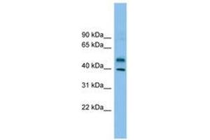 anti-Zinc Finger Protein 784 (ZNF784) (AA 215-264) antibody