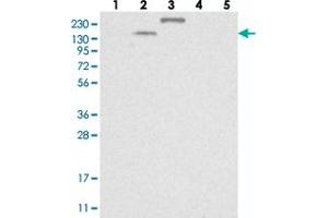 Image no. 1 for anti-Tetratricopeptide Repeat Domain 21B (TTC21B) antibody (ABIN5590327)