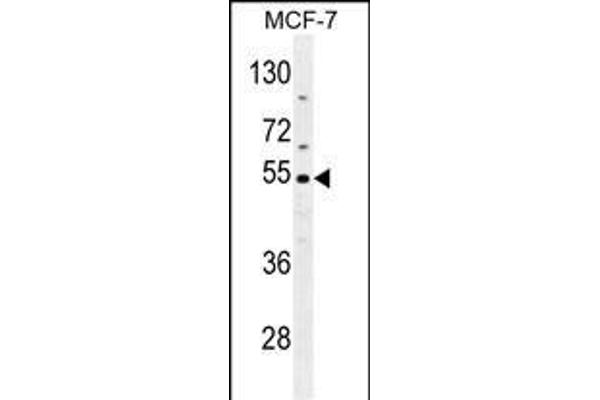 CES2 antibody  (AA 340-369)