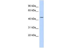 Image no. 1 for anti-Keratin 24 (KRT24) antibody (ABIN2459528)