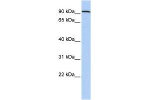 Image no. 1 for anti-Aryl-Hydrocarbon Receptor Repressor (AHRR) (Middle Region) antibody (ABIN2781113)