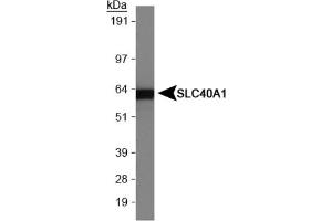 Image no. 1 for anti-Solute Carrier Family 40 (Iron-Regulated Transporter), Member 1 (SLC40A1) (AA 250-300) antibody (ABIN1734333)