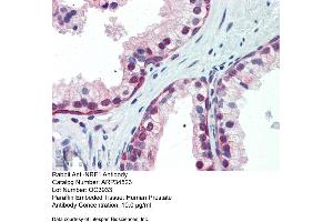 Image no. 1 for anti-Nuclear Respiratory Factor 1 (NRF1) (Middle Region) antibody (ABIN2775850)