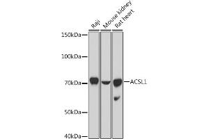 ACSL1 Antikörper  (AA 46-275)
