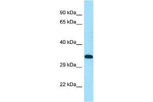 Image no. 1 for anti-Kinetochore-associated protein DSN1 homolog (DSN1) (N-Term) antibody (ABIN2790247)