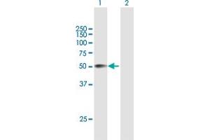 Western Blot analysis of CRISPLD2 expression in transfected 293T cell line by CRISPLD2 MaxPab polyclonal antibody.