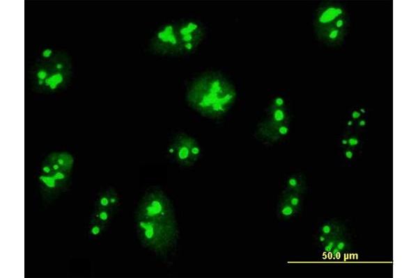 C14orf169 + NO66 antibody  (AA 1-641)