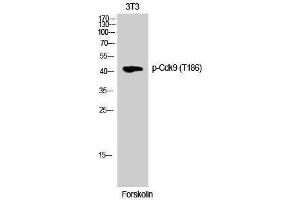 Image no. 1 for anti-Cyclin-Dependent Kinase 9 (CDK9) (pThr186) antibody (ABIN3182262)