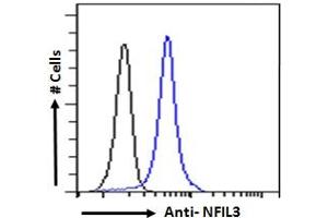 Image no. 3 for anti-Nuclear Factor, Interleukin 3 Regulated (NFIL3) (C-Term) antibody (ABIN184644)