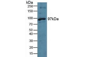 Mps1 anticorps  (AA 532-786)
