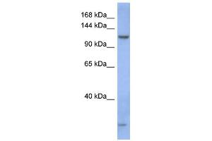 Image no. 1 for anti-Piwi-Like 1 (PIWIL1) (N-Term) antibody (ABIN2773782)