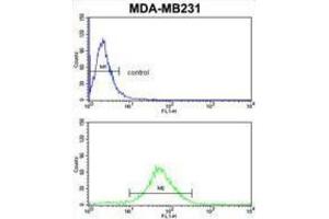 Image no. 1 for anti-Flavin Containing Monooxygenase 3 (FMO3) antibody (ABIN3002867)