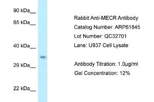 anti-Mitochondrial Trans-2-Enoyl-CoA Reductase (MECR) (C-Term) antibody