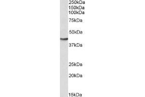 Image no. 1 for Glutamic-Oxaloacetic Transaminase 2, Mitochondrial (Aspartate Aminotransferase 2) (GOT2) (AA 295-306) peptide (ABIN369242)