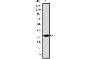 Image no. 1 for anti-Apoptosis-Inducing Factor, Mitochondrion-Associated, 1 (AIFM1) antibody (ABIN1105269)