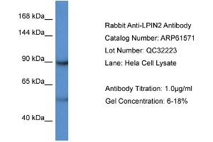 Image no. 1 for anti-Lipin 2 (LPIN2) (C-Term) antibody (ABIN2788841)