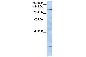 anti-Formin-Like 2 (FMNL2) (N-Term) antibody