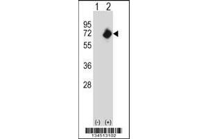 Image no. 2 for anti-N-Myristoyltransferase 2 (NMT2) (AA 125-153), (C-Term) antibody (ABIN5534554)