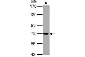 Image no. 2 for anti-Interleukin 1 Receptor Accessory Protein (IL1RAP) (Center) antibody (ABIN2855843)