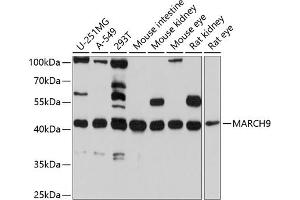 MARCH9 antibody  (AA 277-346)