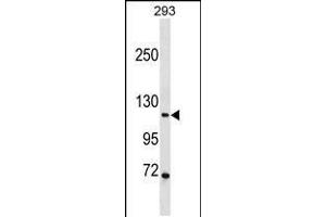 Image no. 2 for anti-Peptidoglycan Recognition Protein 1 (PGLYRP1) (AA 816-843), (C-Term) antibody (ABIN5531828)
