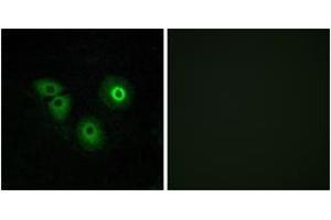 Image no. 2 for anti-Olfactory Receptor, Family 4, Subfamily A, Member 15 (OR4A15) (AA 261-310) antibody (ABIN1535896)
