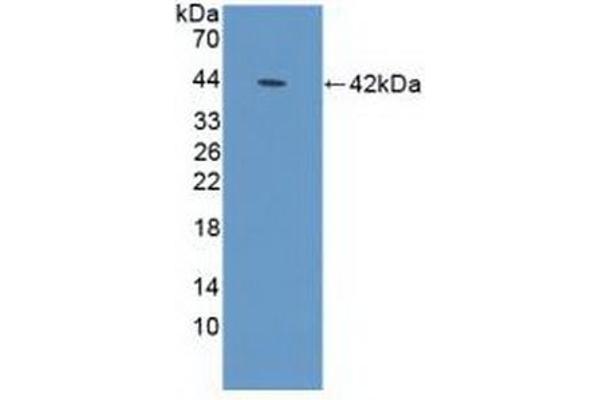 DEFA1B antibody  (AA 20-94)