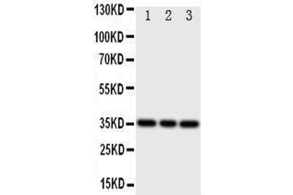 IBSP antibody  (C-Term)