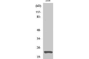 Image no. 2 for anti-Claudin 5 (CLDN5) (C-Term) antibody (ABIN3183944)