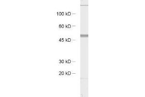 Image no. 1 for anti-Synaptotagmin XI (SYT11) (AA 70-154) antibody (ABIN1742530)