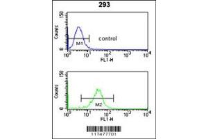 Image no. 2 for anti-Nucleoporin 153kDa (NUP153) antibody (ABIN2447346)