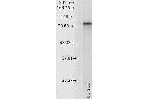 Image no. 1 for anti-Heat Shock Protein 90kDa alpha (Cytosolic), Class A Member 2 (HSP90AA2) antibody (ABIN361663)