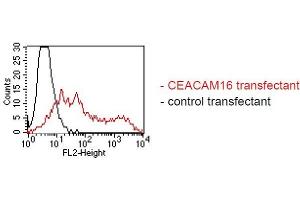 CEACAM16 抗体