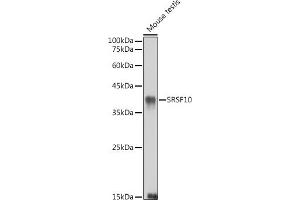 SRSF10 antibody