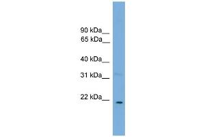 Image no. 2 for anti-Cardiotrophin 1 (CTF1) (N-Term) antibody (ABIN2784703)