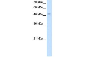 anti-Eukaryotic Translation Initiation Factor 2, Subunit 3 Gamma, 52kDa (EIF2S3) (N-Term) antibody