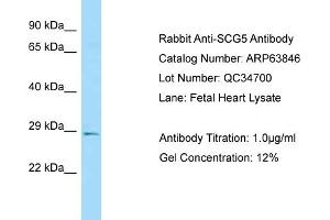 Image no. 1 for anti-Secretogranin V (7B2 Protein) (SCG5) (C-Term) antibody (ABIN2789642)