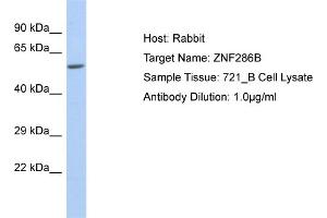 Image no. 1 for anti-Zinc Finger Protein 286B (ZNF286B) (N-Term) antibody (ABIN2781106)