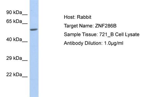 ZNF286B antibody  (N-Term)