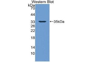 Image no. 1 for anti-Interleukin 33 (IL33) (AA 1-270) antibody (ABIN1859423)