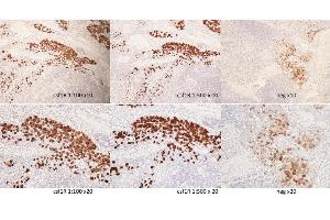 Image no. 1 for anti-Colony Stimulating Factor 1 Receptor (CSF1R) (pTyr723) antibody (ABIN683788)