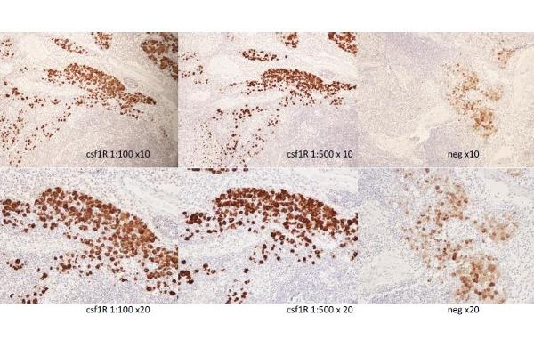anti-Colony Stimulating Factor 1 Receptor (CSF1R) (pTyr723) antibody