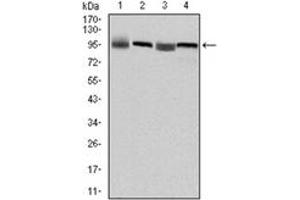 Image no. 4 for anti-Eukaryotic Translation Elongation Factor 2 (EEF2) antibody (ABIN1107055)