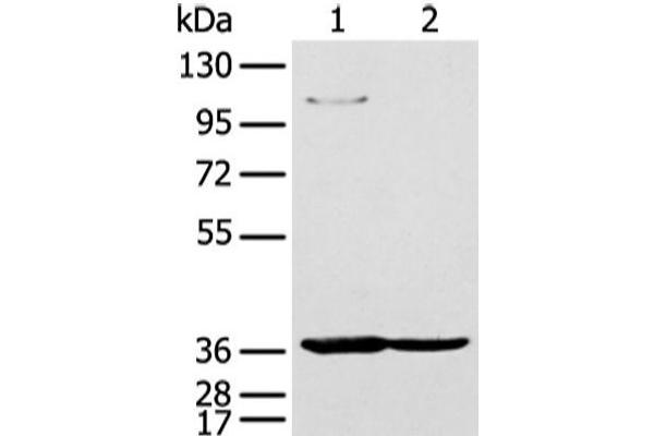 NUDT19 antibody