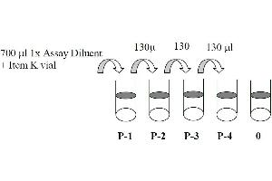 Image no. 1 for Signal Transducer and Activator of Transcription 1, 91kDa (STAT1) ELISA Kit (ABIN625230)